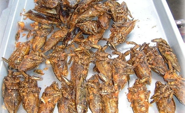 farmapest gıda olarak tüketilen böcekler ile ilgili görsel sonucu
