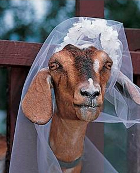 Hayvanlarla Evlenip Mutlu Birer Yuva Kuran 12 Tuhaf Insan Haberself Turkiye Nin Viral Haber Merkezi