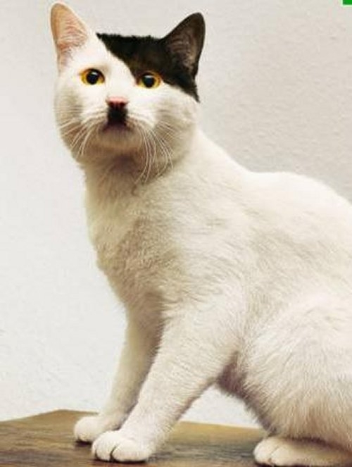 Tıpkı Adolf Hitler'e Benzeyen 13 Kedi